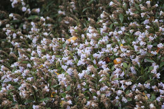 Strobilanthes kunthianus (Wall. ex Nees) T. Anders. ex Benth. resmi