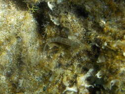 Image of Incognito Goby