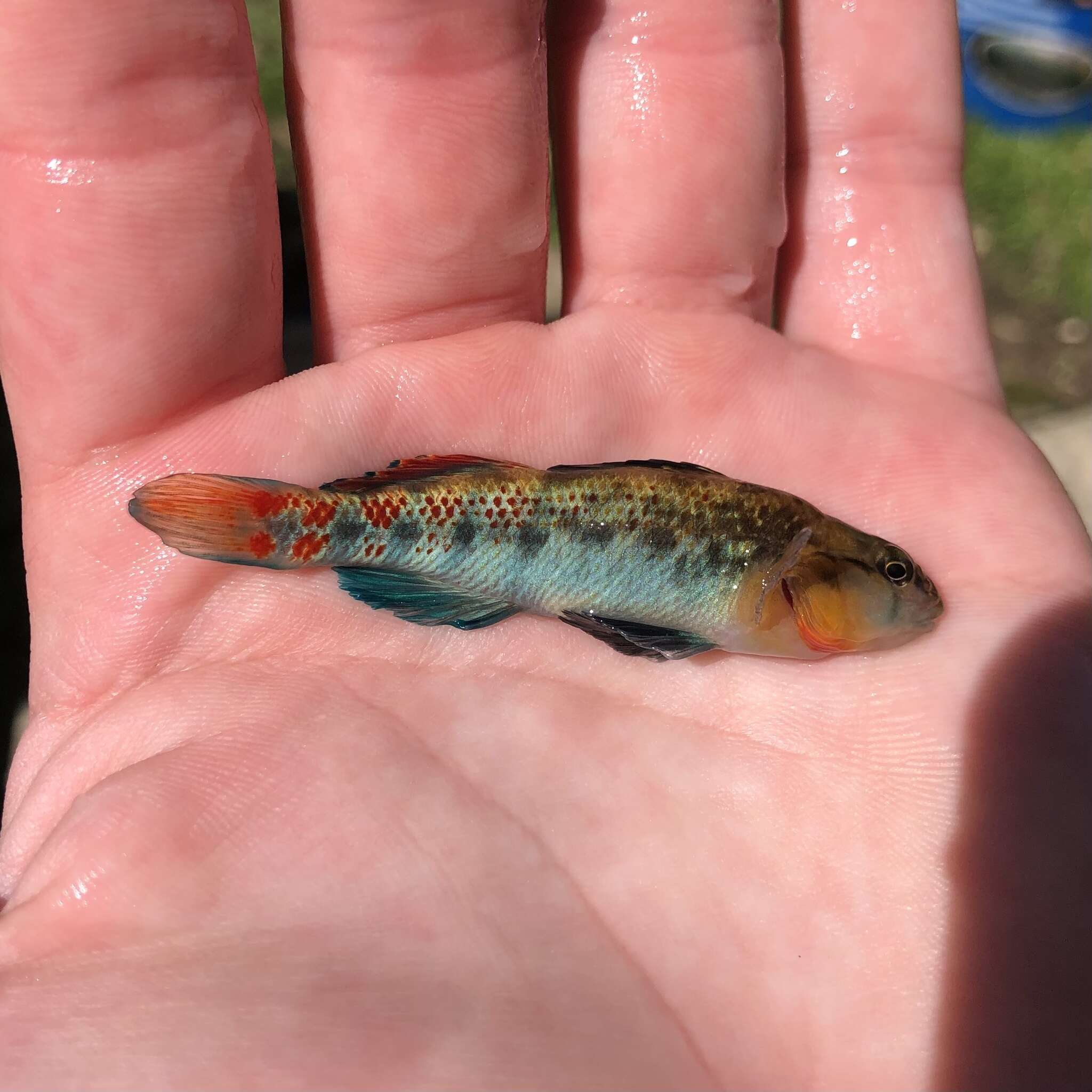 Image of Highland Rim Darter