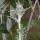 Cirsium scabrum (Poir.) Bonnet & Barratte的圖片