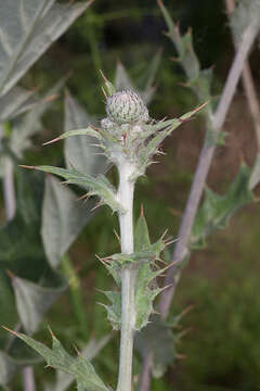 Imagem de Cirsium scabrum (Poir.) Bonnet & Barratte