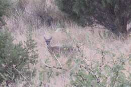 Image of Odocoileus virginianus couesi (Coues & Yarrow 1875)