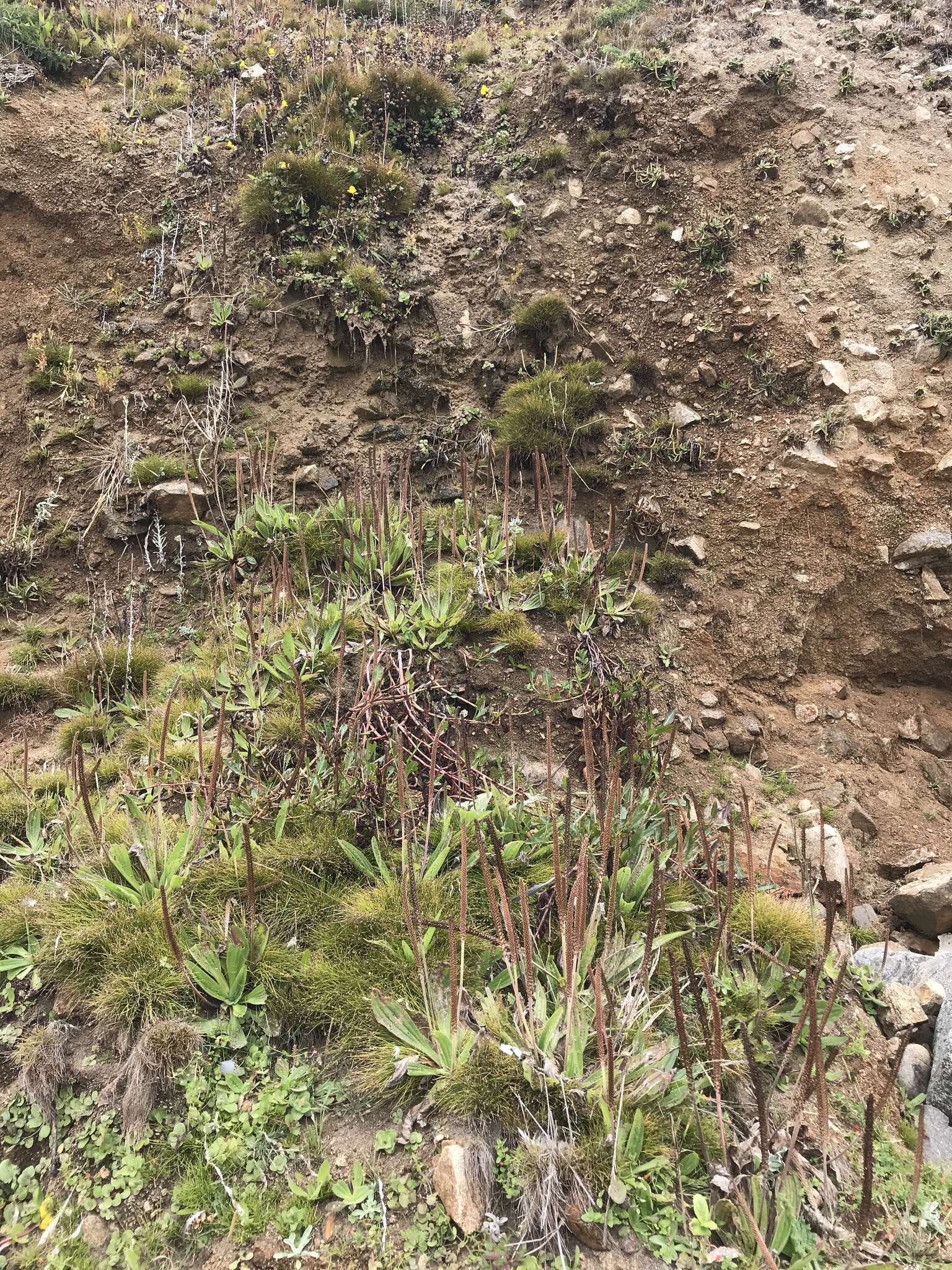 Image of tall coastal plantain