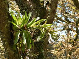 Tillandsia biflora Ruiz & Pav. resmi