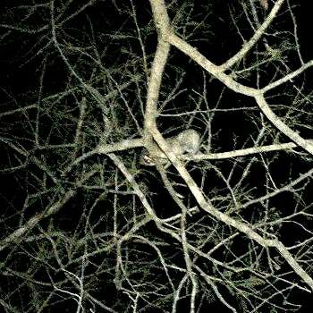 Image of slender loris