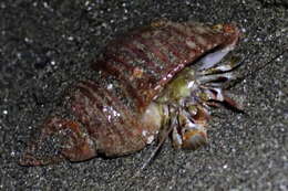 Image of Alaskan hermit crab