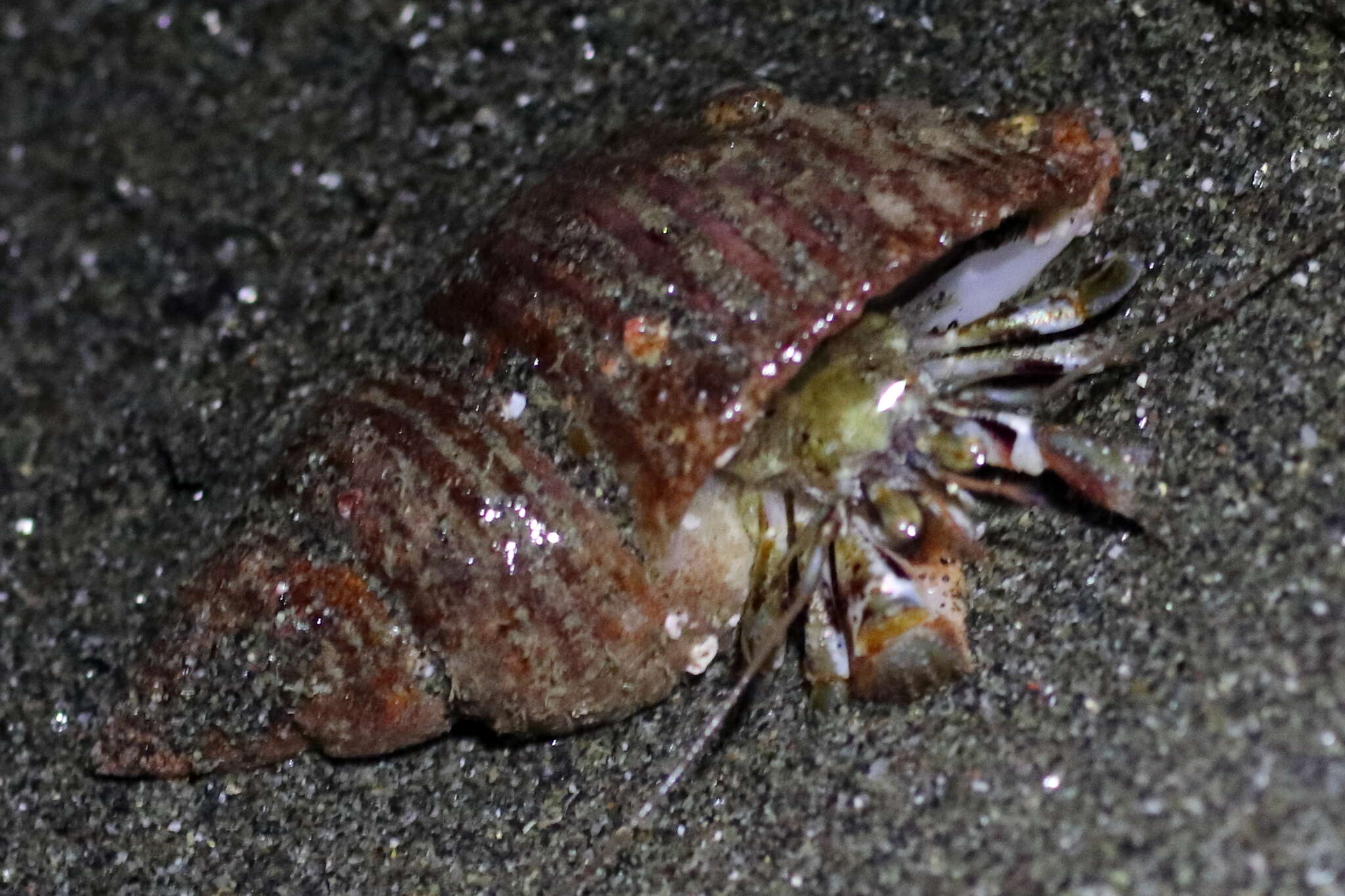 Image of Alaskan hermit crab