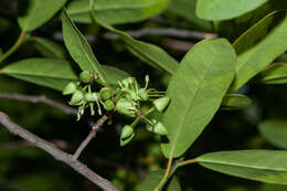 Imagem de Brexia madagascariensis (Lamk.) Thouars ex Ker-Gawl.