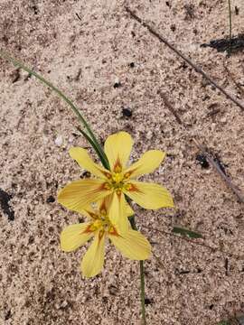 Image of Moraea maximiliani (Schltr.) Goldblatt & J. C. Manning