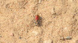 Image of Cicindela (Cicindela) lengi lengi W. Horn 1908