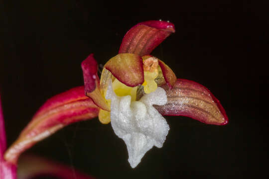 Image of summer coralroot