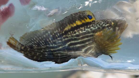 Image of Striped Blenny