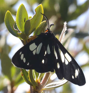 Imagem de Gnophaela latipennis Boisduval 1852