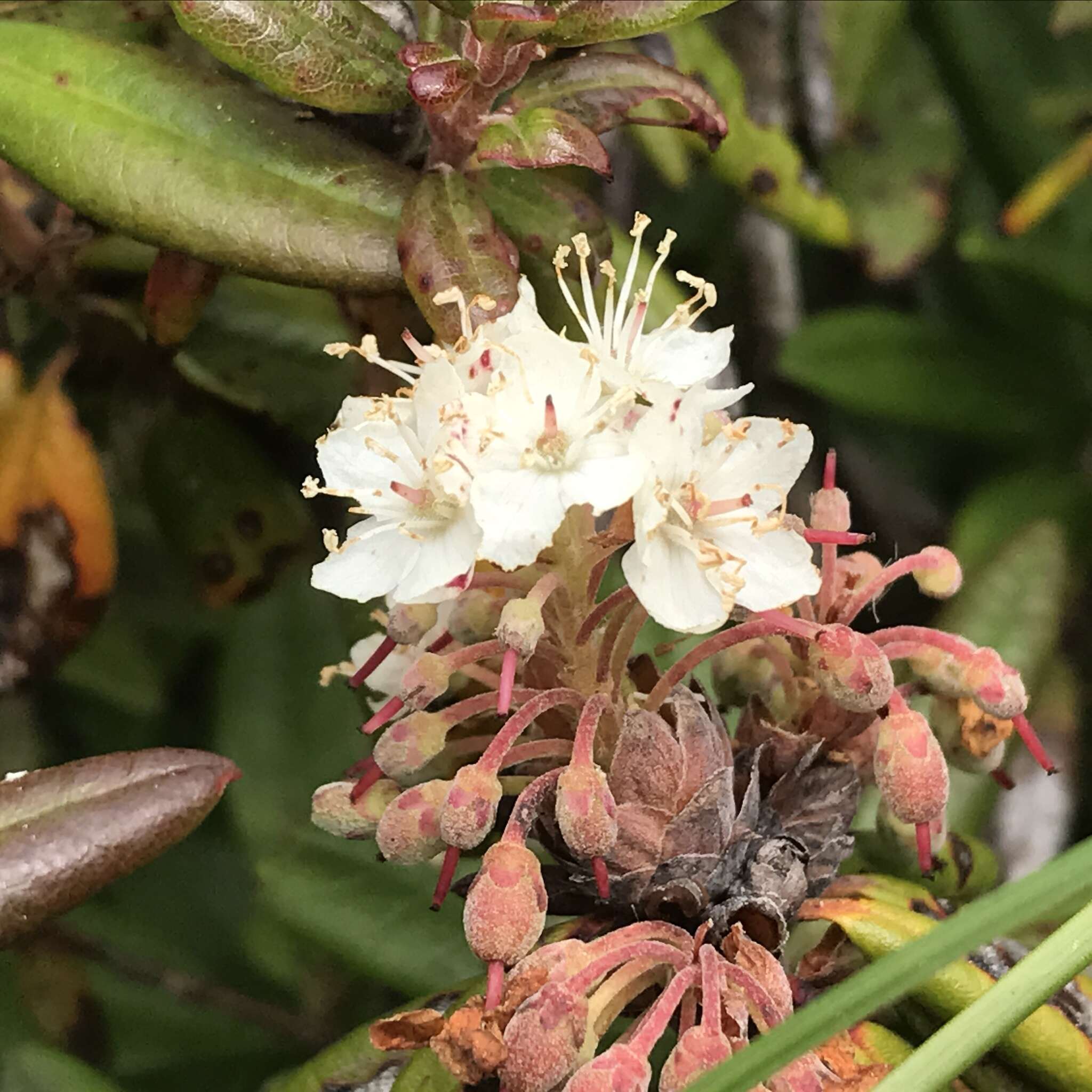 Image de Rhododendron columbianum (Piper) Harmaja