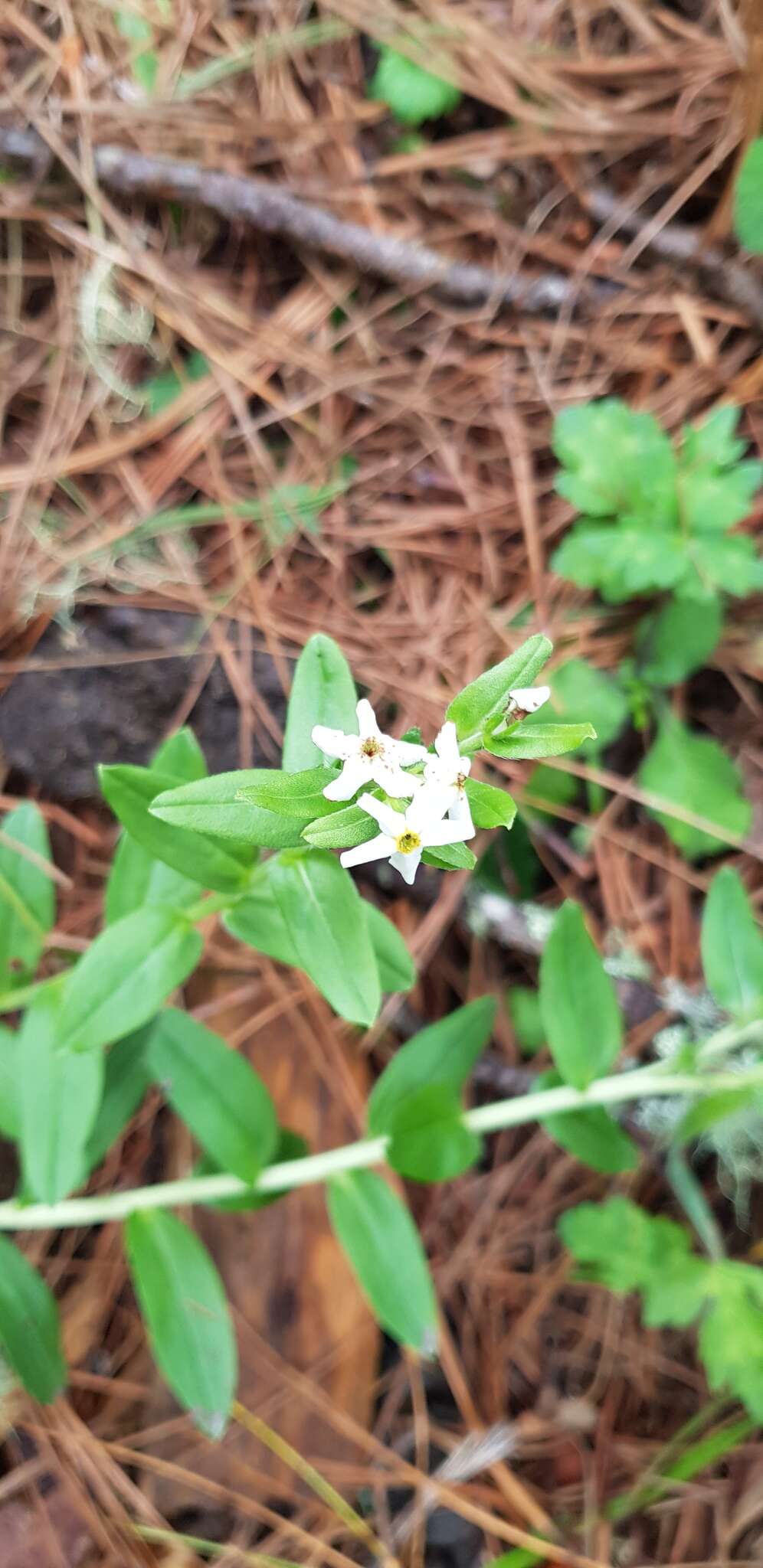 Image of Lithospermum distichum Ortega