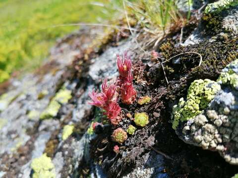 Image of Sempervivum montanum subsp. stiriacum (Wettst. ex Hayek) Hayek