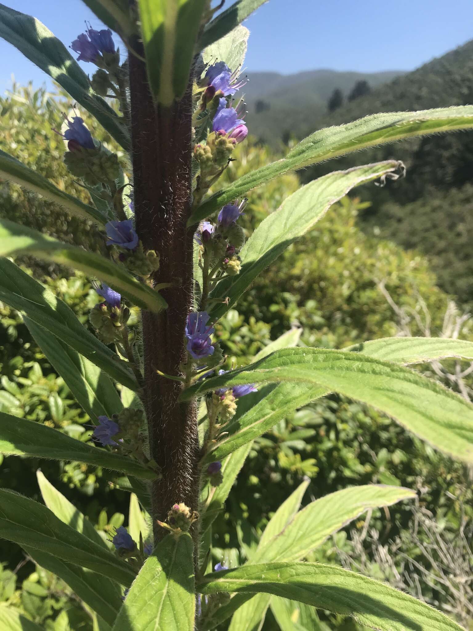 Plancia ëd Echium pininana Webb & Berth.