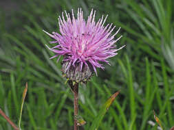 Слика од Ptilostemon chamaepeuce (L.) Less.