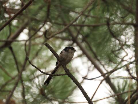 صورة Aegithalos caudatus tauricus (Menzbier 1903)