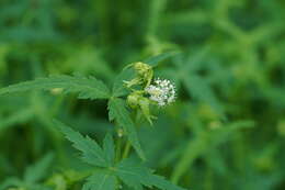 Image of Hydrocotyle geraniifolia F. Müll.