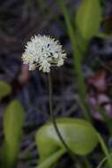 Image of western false asphodel