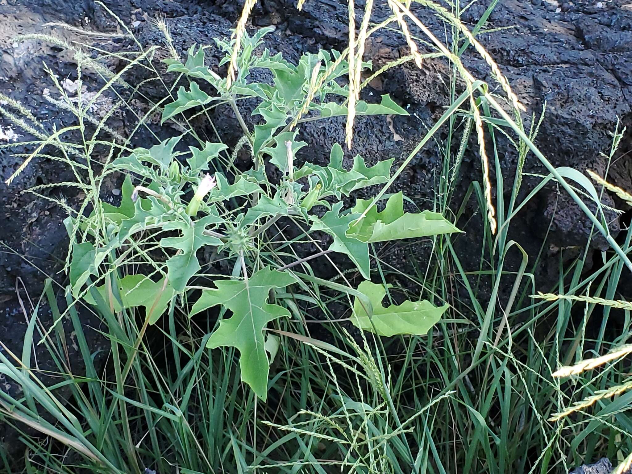 Image of Chinese thorn-apple