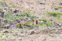 Image of Melocactus intortus subsp. intortus