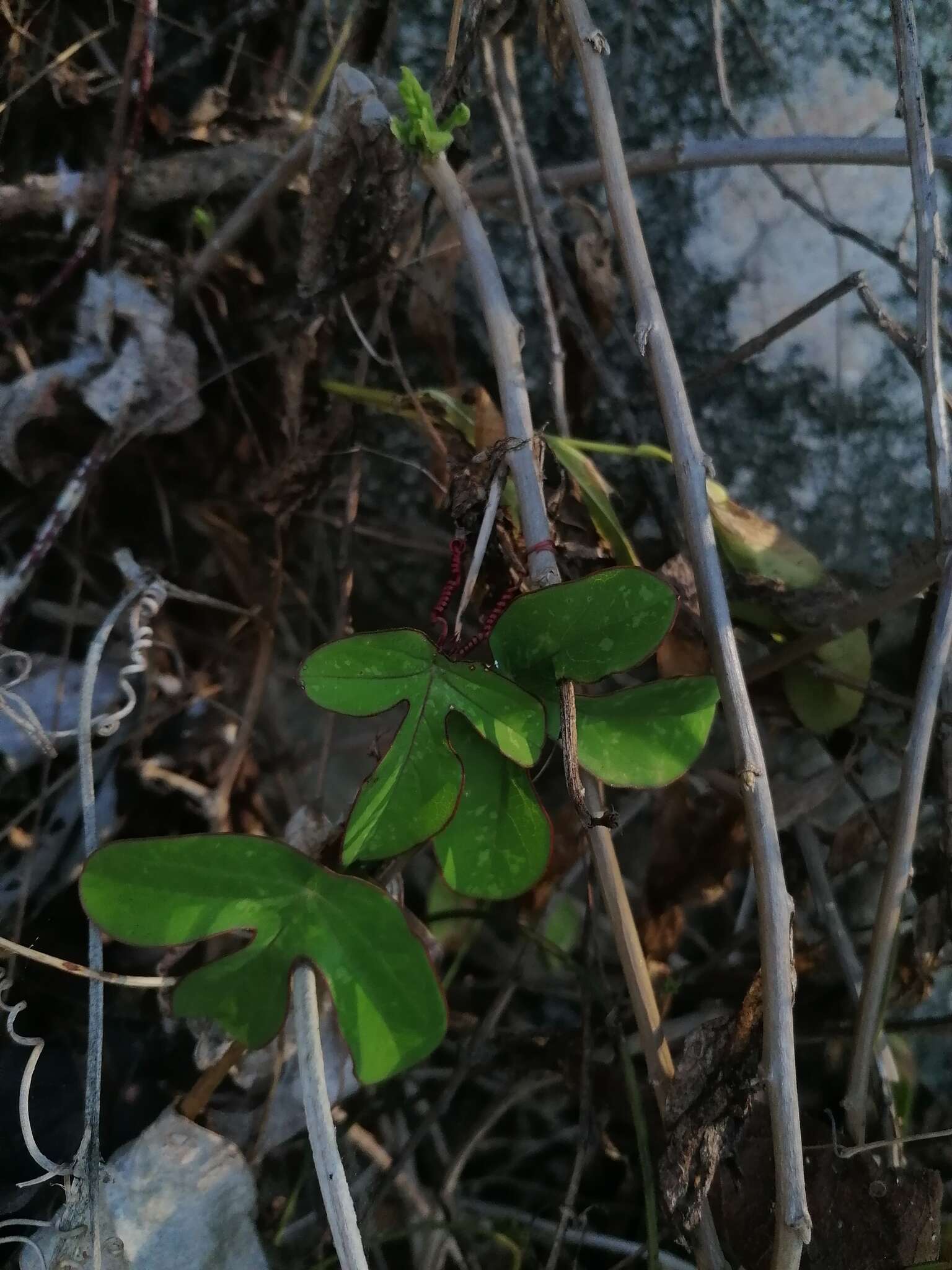 Image of Passiflora viridiflora Cav.