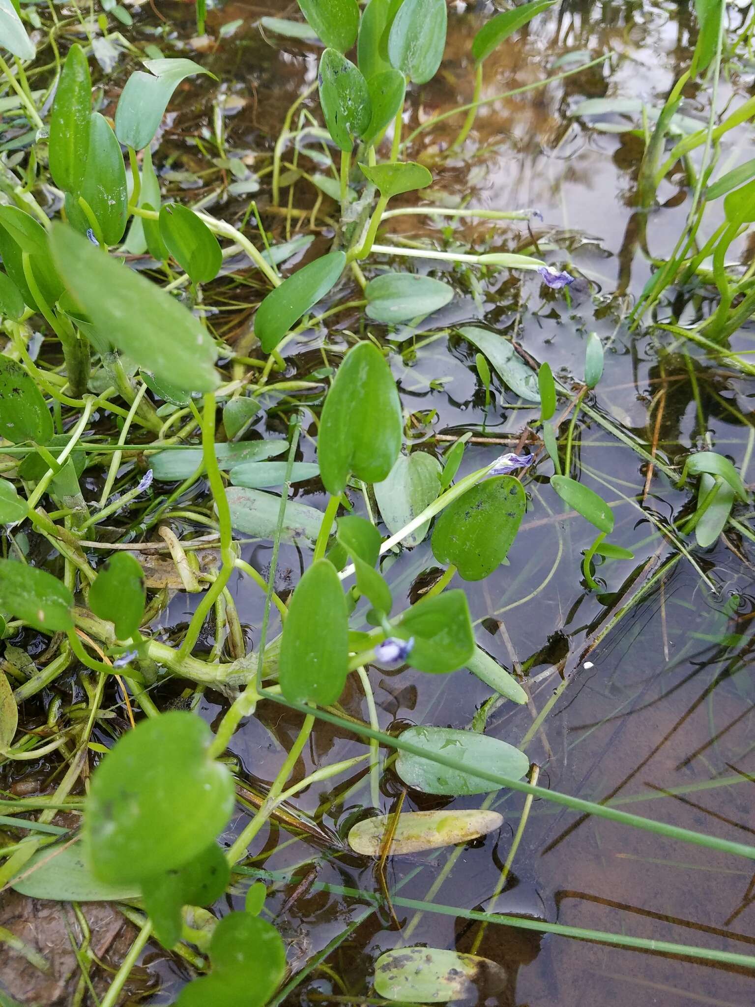 Heteranthera limosa (Sw.) Willd. resmi