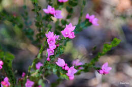 Image of Australian Native Rose