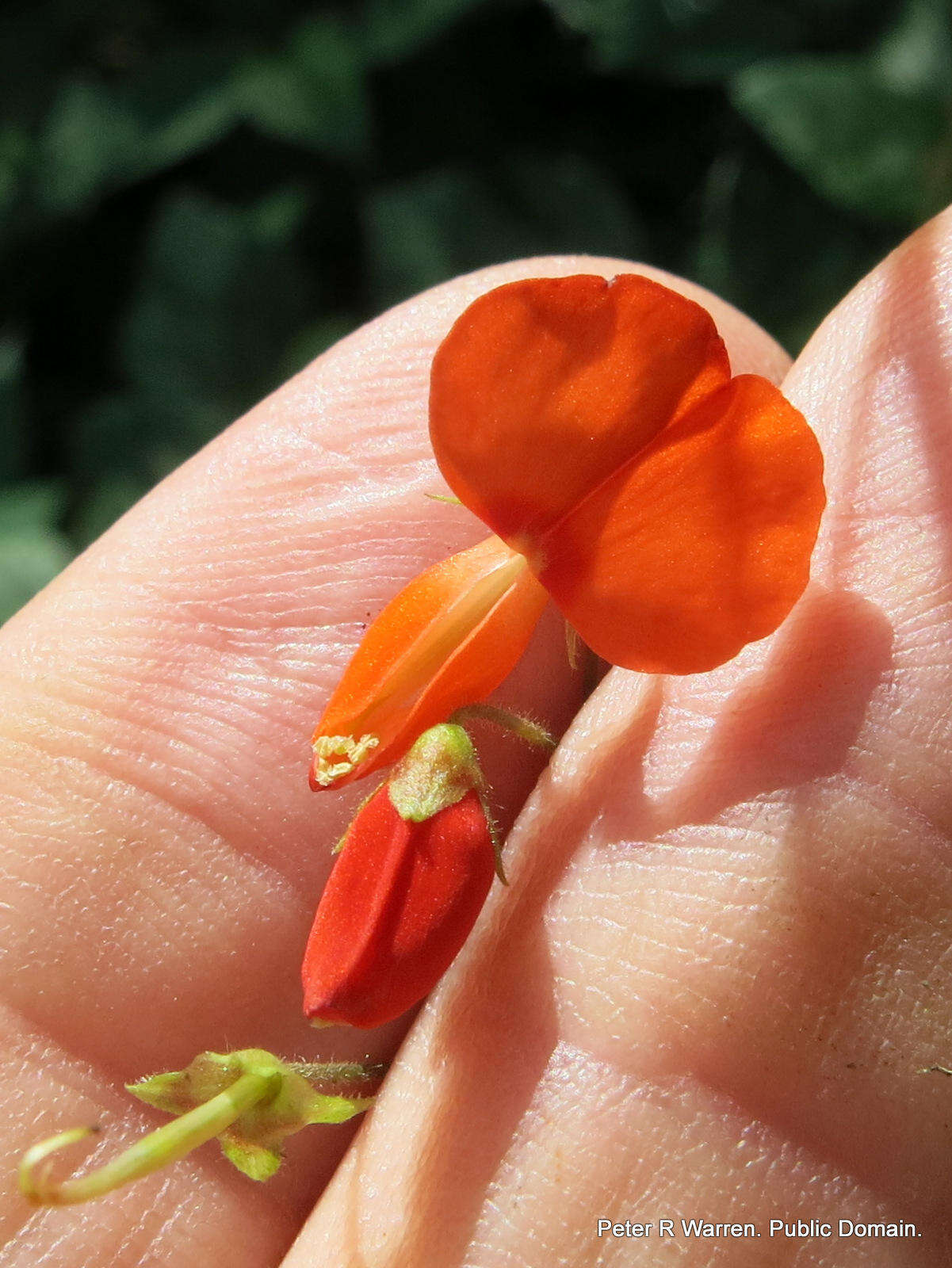 Hylodesmum repandum (Vahl) H. Ohashi & R. R. Mill的圖片