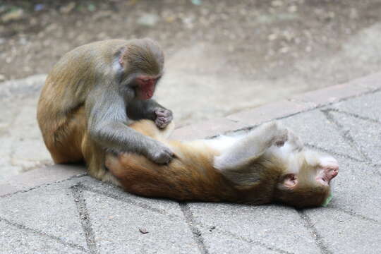 Image of Rhesus Monkey