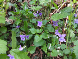 Image of common dog-violet