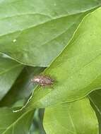 Image of tawny cockroach