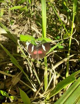 Image of Heliconius himera Hewitson 1867