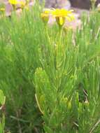 Image of Limbarda crithmoides subsp. longifolia (Arcang.) Greuter