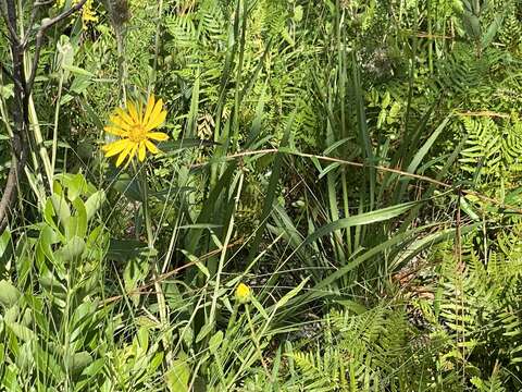 Imagem de Phoebanthus grandiflora (Torr. & A. Gray) Blake