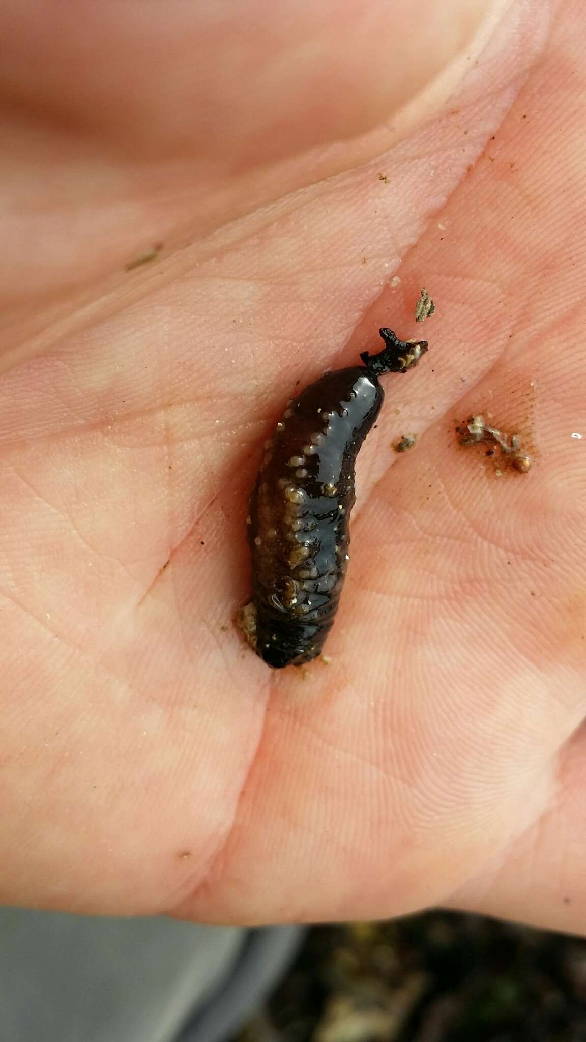 Image of Vega sea cucumber