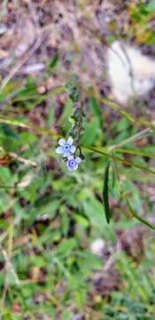 Cynoglossum australe R. Br.的圖片