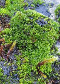 Image of revolute beard-moss