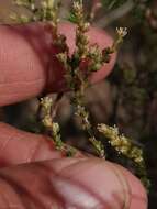 Image of Polpoda stipulacea (Leighton) Adamson