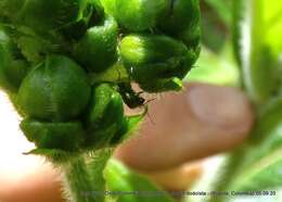 Image of Plant bug