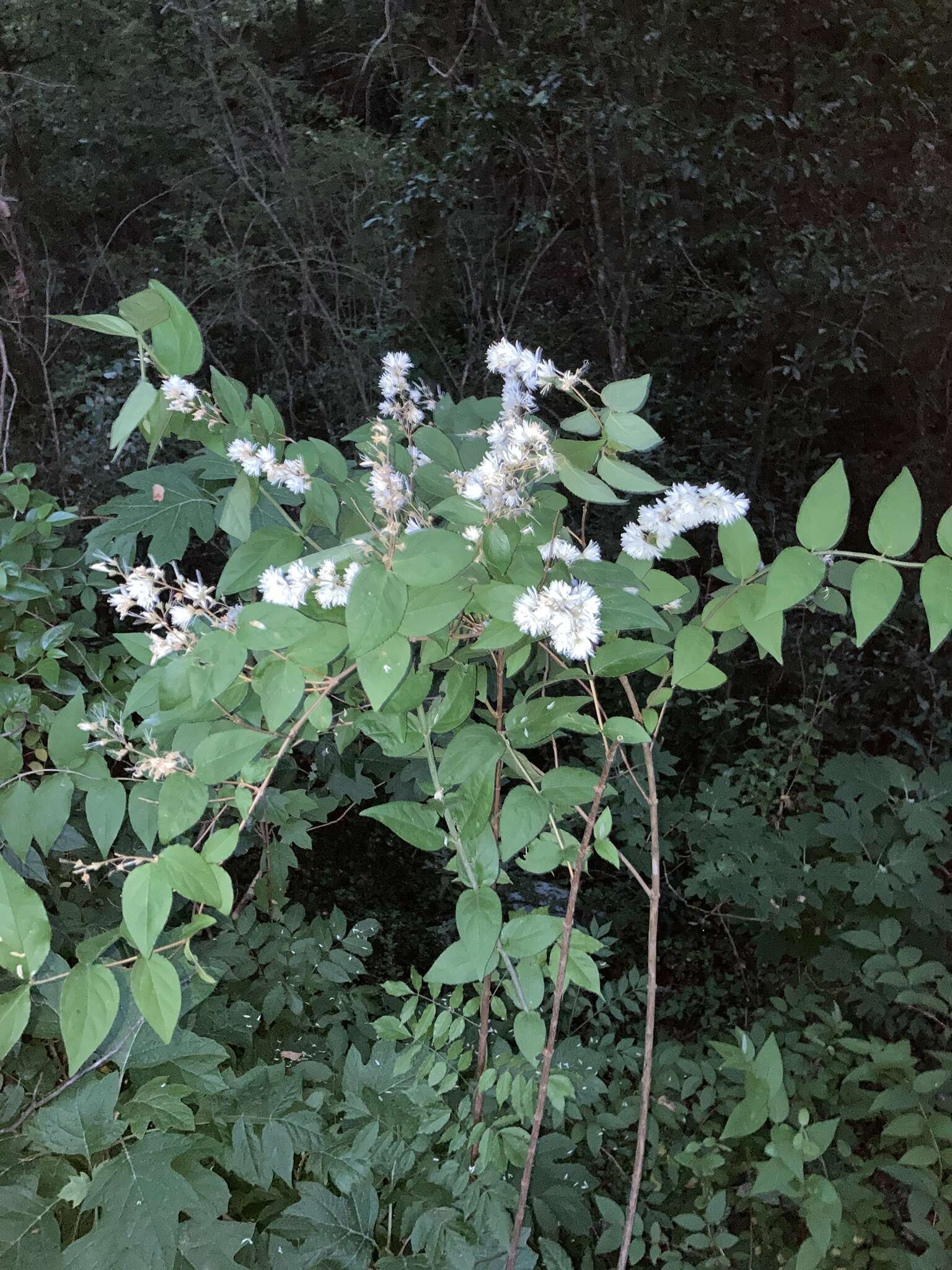 Image of fuzzy pride-of-Rochester