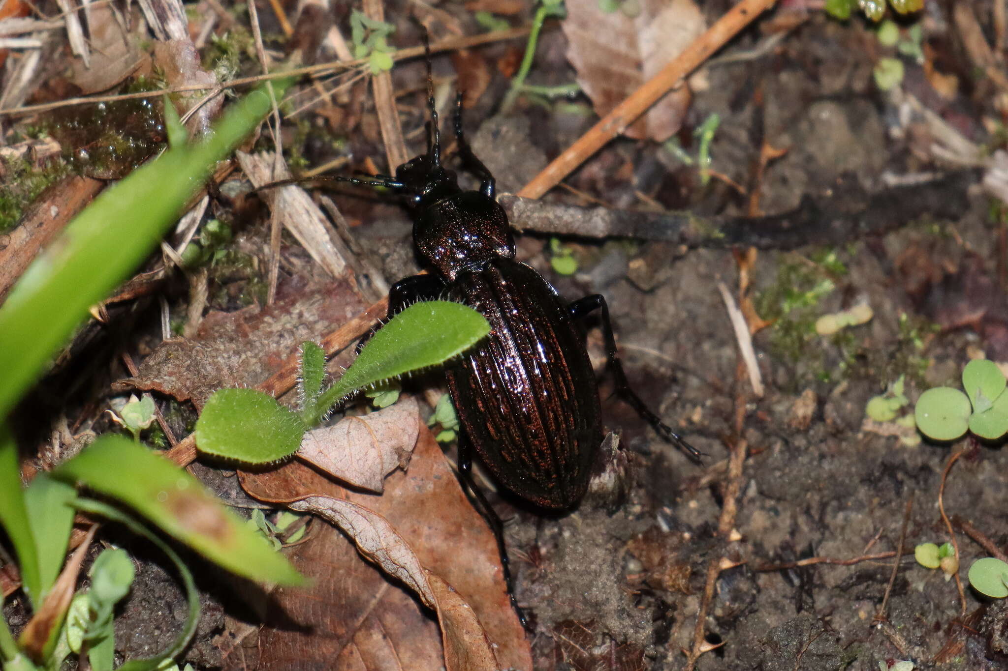 Image of Carabus (Macrothorax) rugosus celtibericus Germar 1824