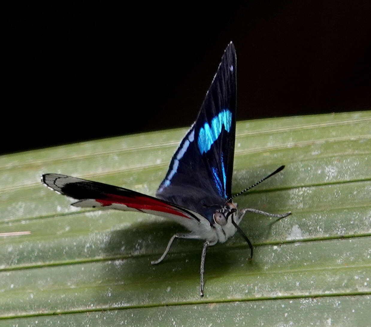 Image of Perisama paralicia