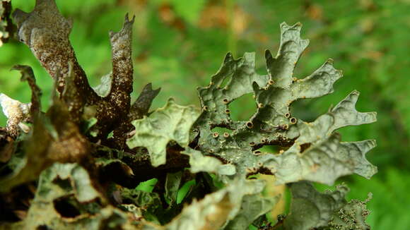 Image of Pseudocyphellaria billardierei (Delise) Räsänen