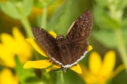 Image of Funereal Duskywing