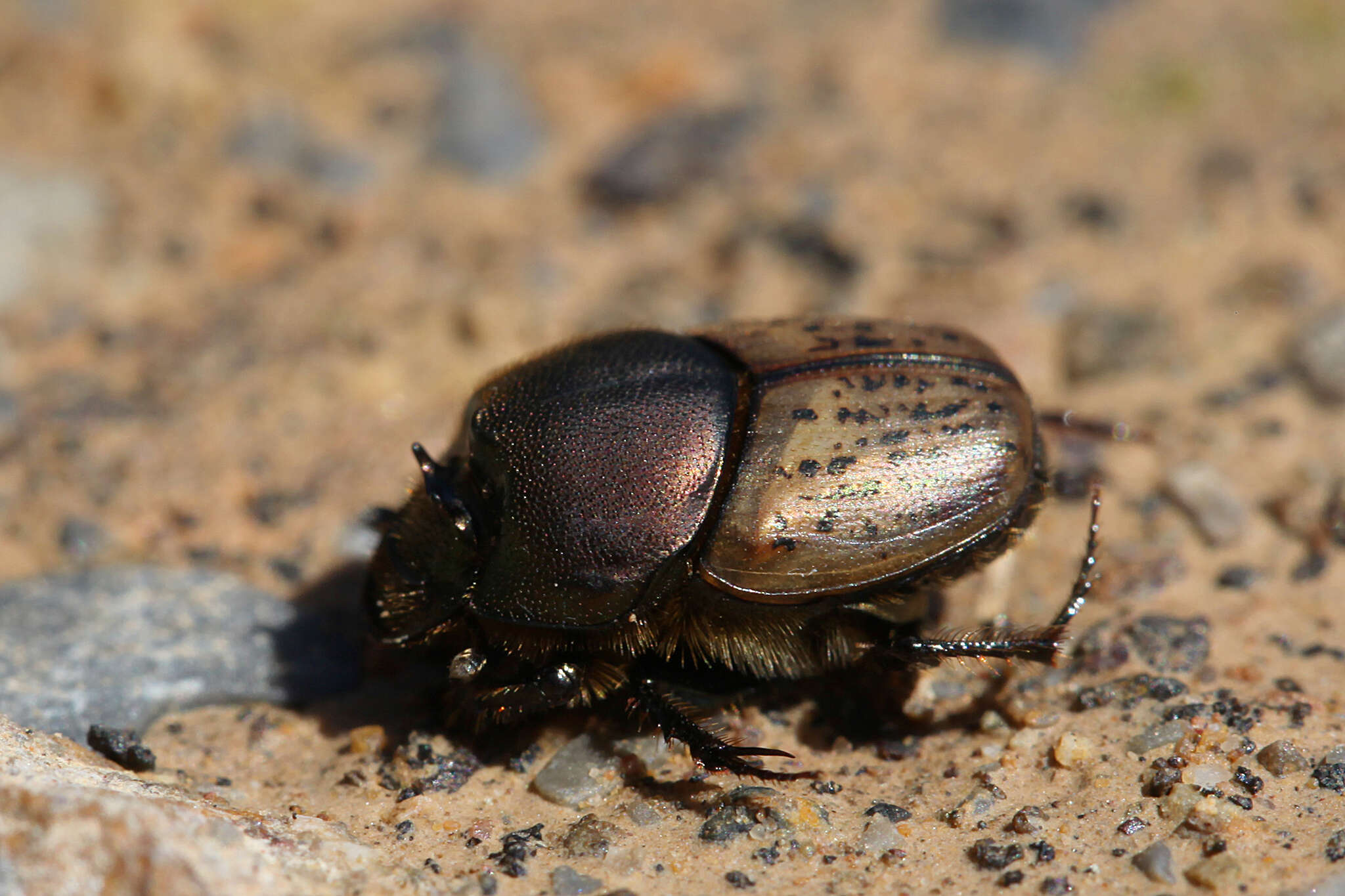 Image of Onthophagus (Palaeonthophagus) vacca (Linnaeus 1767)