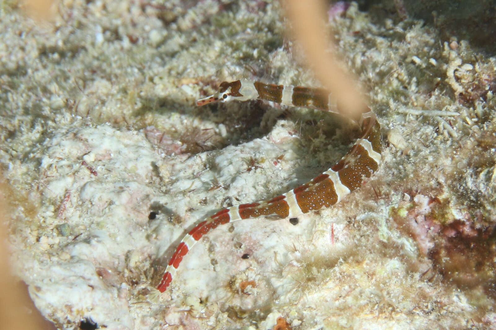 Image of Brown-banded Pipefish