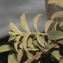 Image de Tecoma tenuiflora (A. DC.) Fabris